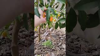 Picking kumquats. See related video for an awesome way to preserve them. #harvesting #garden