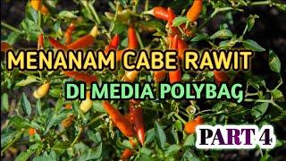 Pemupukan Susulan & Perawatan Cabe Usia 4 Minggu  Tutorial Tani #4