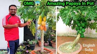 How To Grow Papaya In Pot And Get Lots Of Fruits    Awesome Papaya Cultivation Technique on Terrace