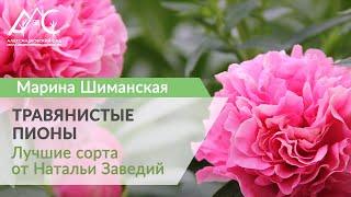 Травянистые пионы. Марина Шиманская в гостях у коллекционера Натальи Заведий