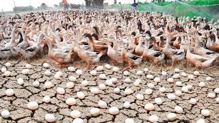 Process of Raising Millions of Ducks from Birth to Egg Laying - Poultry Farm