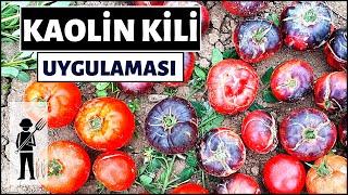 SEBZELERDE KAOLİN KİLİ UYGULAMASI VE SONUCU