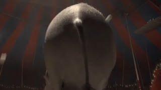 Madagascar 3 Elephant Butt