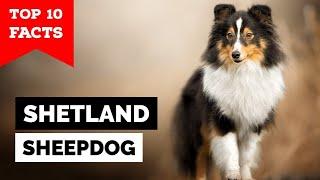 Shetland Sheepdog - Top 10 Facts Sheltie