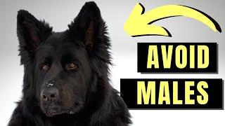 7 Reasons You SHOULD NOT Get A Male German Shepherd