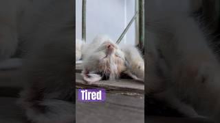 When they’r tired #catlover #shorts