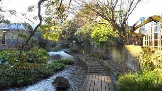 Walk on the Genpei River （Mishima city Shizuoka prefecture Japan）
