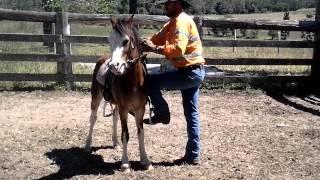 Pony Bronco Riding