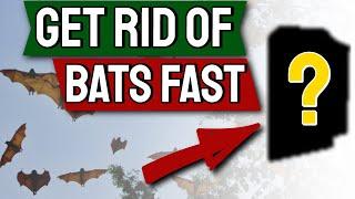 Bats How to Get Rid of them Fast   Top 7 Ways