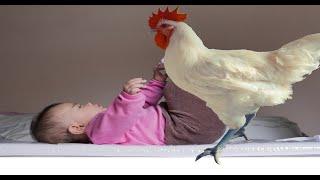 Funny Chickens Chasing Troll Babies and Kids_Funny Baby And Pet