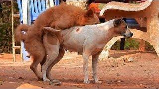 WowAmazing Cambodian Dogs Meeting At Home