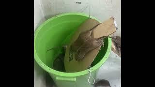 Mouse trap with homemade plastic bucket  How to make a mousetrap