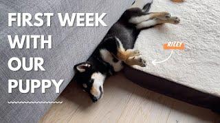 First Week With Our Shiba Inu Puppy