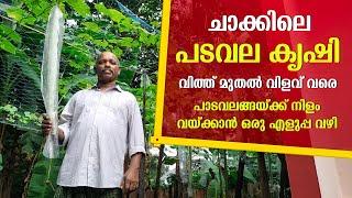 പടവലയ്ങ്ങ കൃഷിയുടെ മുഴുവൻ കാര്യങ്ങളും ഒറ്റ വീഡിയോയിൽ  Padavalanga Krishi  Snake Gourd Cultivation