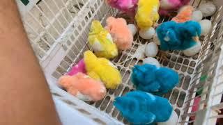 Hewan Lucu Tangkap Ayam Lucu Ayam Warna Warni Kelinci Kucing Lucu Bebek #1193