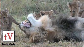 Small Lion Cubs Annoy Their Sleeping Fathers