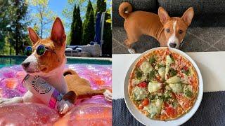 BASENJI  Funny Video Compilation  Best Viral Videos & Crazy Yodels Howls Growls and Sounds