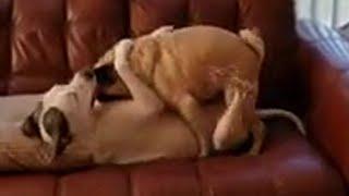 Amazing Funny Doggy Style