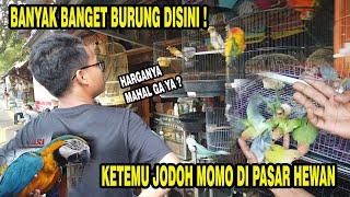 CARI PASANGAN UNTUK MOMO DI PASAR HEWAN BARITO  GEDE BANGET MACAWNYA