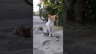 Karena usil oyen kena cakar #videoshorts #shorts #cat #kucing #kucingkampung