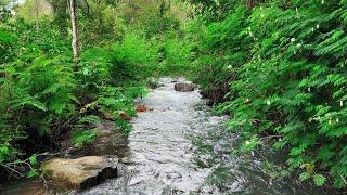 Babbling brook in tropical forest pleasant nature sounds in the morning Soothing river sounds ASMR