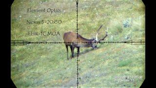 Majestic Wild Red Stag Vs 7mm Rem Mag. Pre ROAR deer hunting NZ. Epic shot seen through the scope