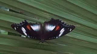 Varied Eggfly Hypolimnas bolina