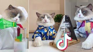 That Little Puff Cooking Cat Tiktok compilation 2022  ƬƦЄƝƊƖƝƓ ƠƝ ƬƖƘƬƠƘ