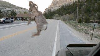 Bighorn Sheep ATTACKS Vehicle - Bam Bam is DEAD.wmv