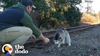 Guy Finds Lost Husky On Train Tracks  The Dodo