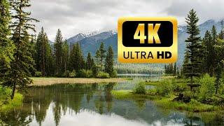 4K Video Huzurlu Verici Akarsu ve Kuş Sesi 4K Relaxing Water And Birds Voice