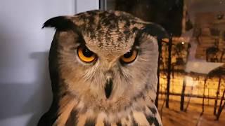 Owls can bite and grab because they have TALONS