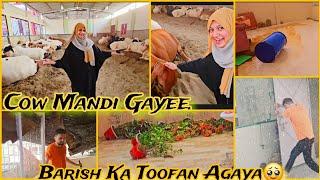 Cow Mandi Gayee. Barish k Toofan Ne Tabahi Kardi. Itni Heavy Cow Or Heavy Price.‍ Amber Naz ️