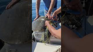 Boaters Rescue Sea Turtle Tangled in Netting