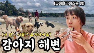 사람보다 강아지가 많은 해변에 가보다 feat.파이브가이즈 호주워홀21