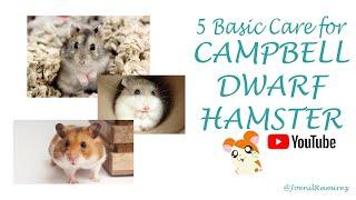 5 BASIC CARE FOR HAMSTER Campbell Dwarf Hamster