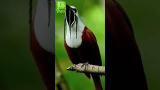 WOW Burung ini bisa gini amat ya suaranya 