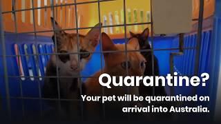 What you need for pet relocation and immigration to Australia - PETport