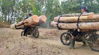 the risky life of a wooden motorcycle taxi carrying lots of tree trunks