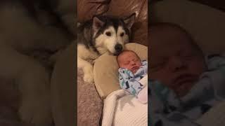 Husky & Baby Becoming Best Friends #shorts