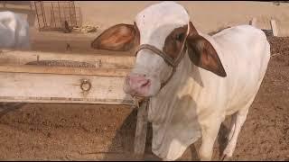 Pink nose  Khobsort Bachdi At Aziz Cattle Farm