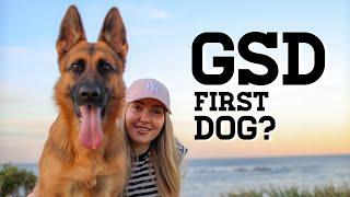 German Shepherd as a first time dog owner  GERMAN SHEPHERD AS A FIRST DOG  German Shepherd
