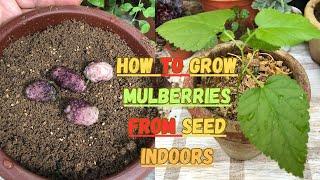 How to Grow Mulberries from Seed Indoors  #mulberry #gardening #gardeningtips #seedstarting #fruits