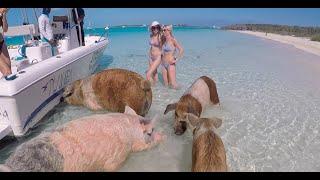 What its like to see Pig Island in Exuma Bahamas - Travel Vlog