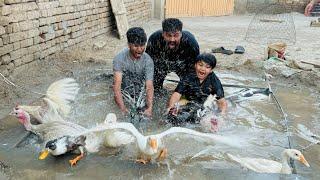 Sary pets ko new swimming pool me nehla deya   Hamza habshi ny pets ko doba deya pool me  