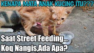 KOQ ADA YANG NANGIS SAAT MEMBERI MAKAN KUCING LIAR DI PASAR??? KENAPA...???