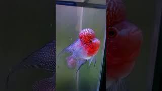 super red dragon mantull