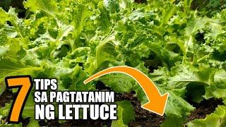 7 TIPS SA PAGTATANIM NG LETTUCE. How to plant lettuce