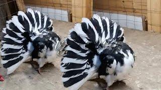 Amazing Most Beautiful Breeding Fancy Pigeons  & pigeon farm - fancy pigeon loft