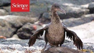 How the clumsy Galapagos cormorant lost its flight